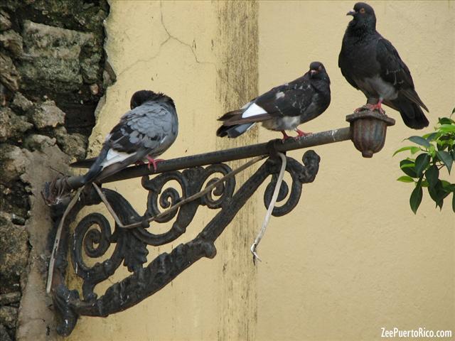 Parque de las Palomas - ZeePuertoRico.com